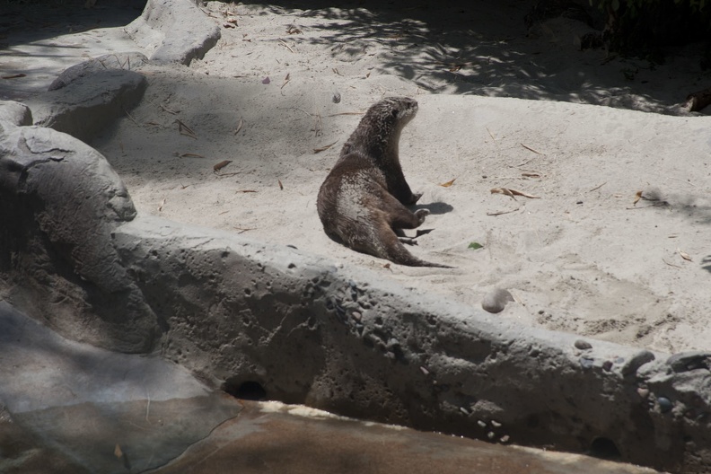 316-4926 San Diego Zoo - Cape Clawless Otter.jpg